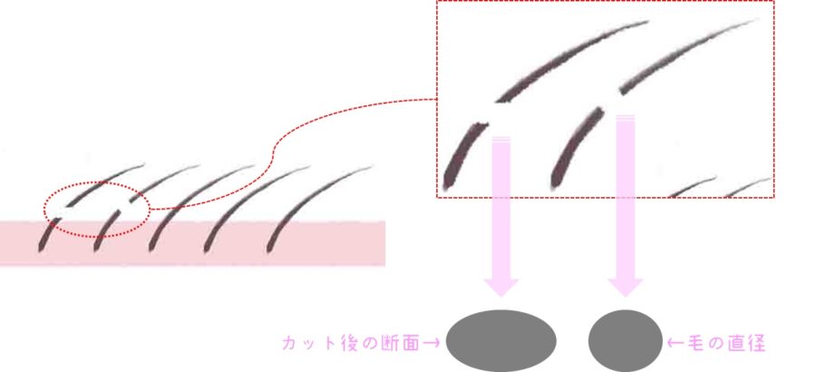 イラスト　カットした毛の断面の面積と毛の直径　比較　図解